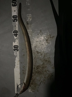 ハモの釣果