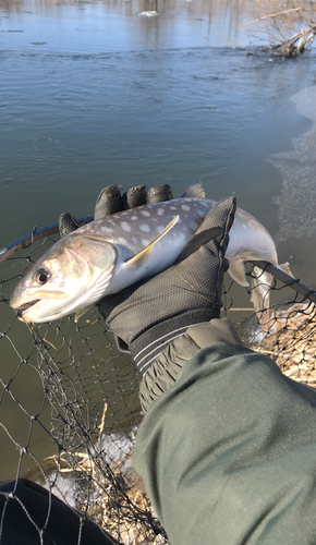 アメマスの釣果