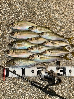 アジの釣果