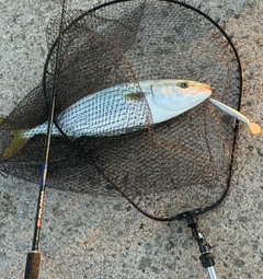ワラサの釣果
