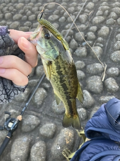 ラージマウスバスの釣果