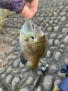 ブルーギルの釣果