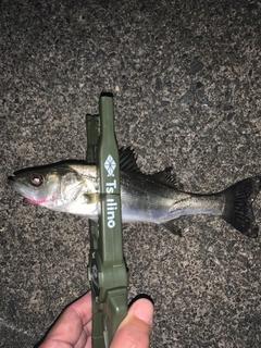 セイゴ（ヒラスズキ）の釣果