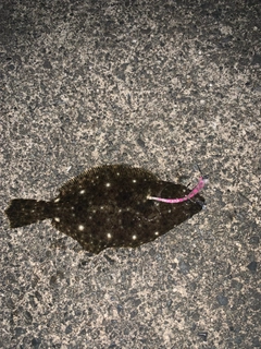 ソゲの釣果
