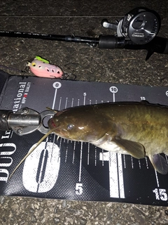 ナマズの釣果