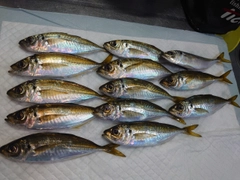 アジの釣果