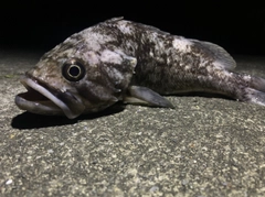 クロソイの釣果