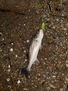 スズキの釣果