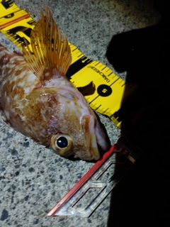 アラカブの釣果