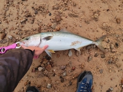 ヤズの釣果