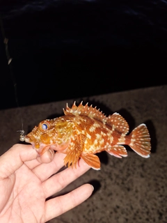 カサゴの釣果