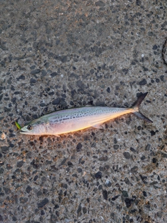 イワシの釣果