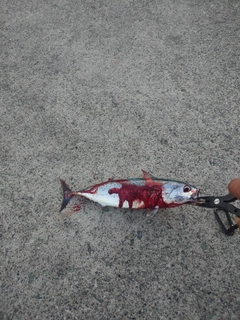 ソウダガツオの釣果
