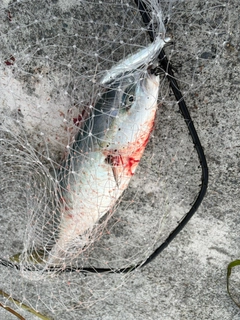 イナダの釣果