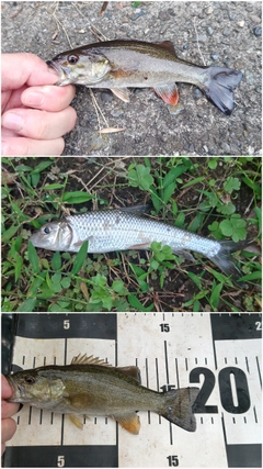 スモールマウスバスの釣果