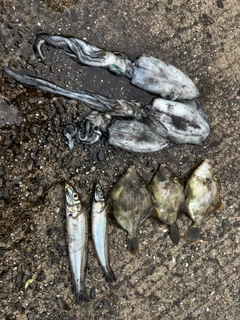 カワハギの釣果
