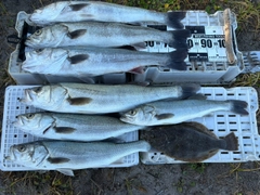 シーバスの釣果