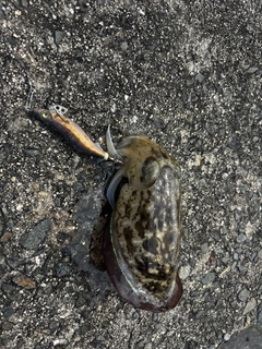 コウイカの釣果