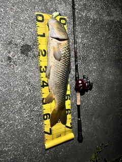 コイの釣果