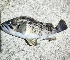 クロソイの釣果