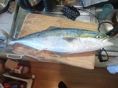 メジロの釣果