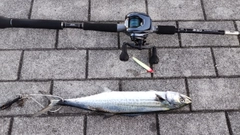 サゴシの釣果
