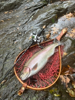 ニジマスの釣果