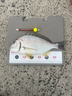 ヘダイの釣果