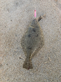ソゲの釣果