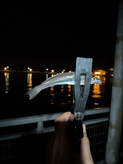 シロギスの釣果