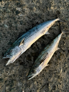 サゴシの釣果