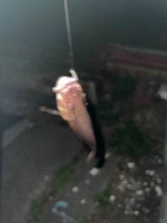 イッテンフエダイの釣果