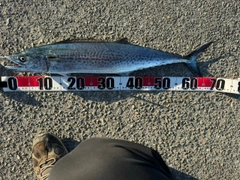 サゴシの釣果
