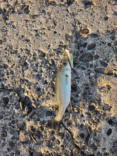 セイゴ（マルスズキ）の釣果