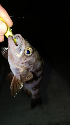メバルの釣果