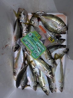 アジの釣果