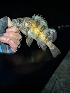 メバルの釣果