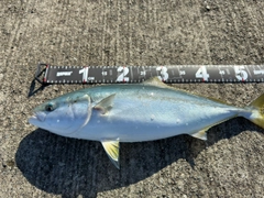 イナダの釣果