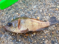 メバルの釣果