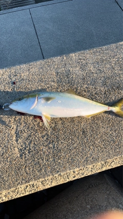 メジロの釣果