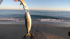 ツバスの釣果
