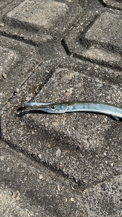 ダツの釣果