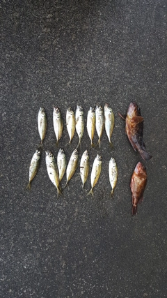 アジの釣果