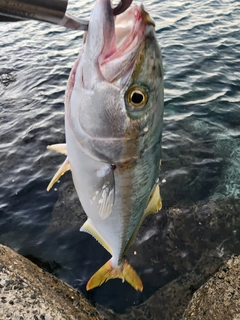ヤズの釣果