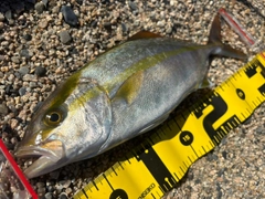 ショゴの釣果