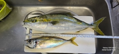 イナダの釣果