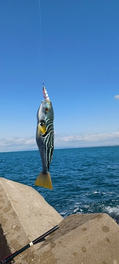 イナダの釣果