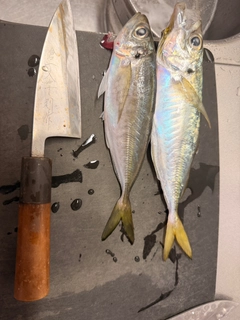 マアジの釣果