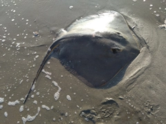 アカエイの釣果
