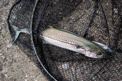 サゴシの釣果
